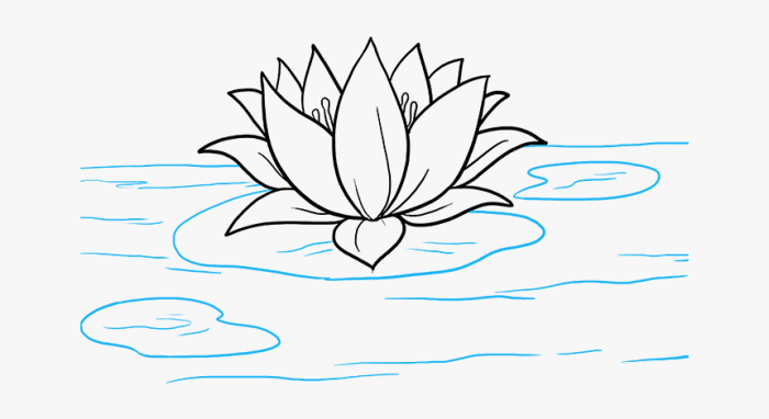 Victoria amazonica easy simple drawing