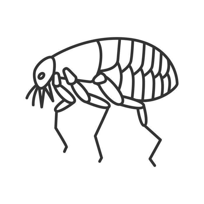 Flea drawing icon bug insect tick siphonaptera getdrawings