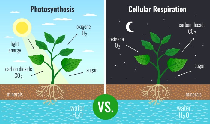 Respiration plants process types roots