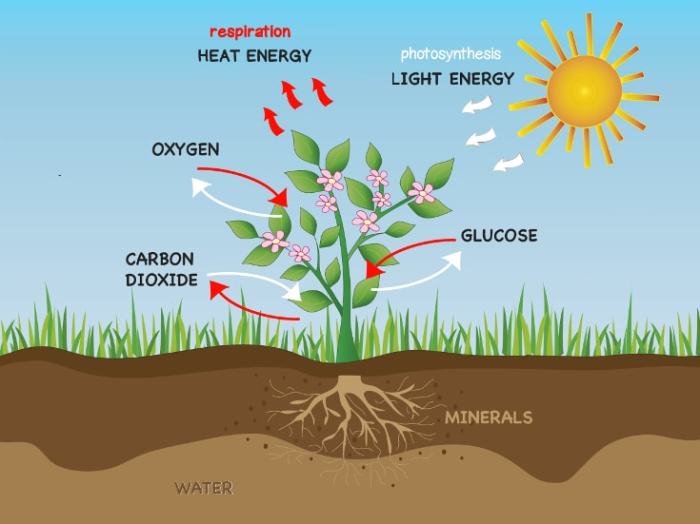 Respiration in plants diagram easy drawing