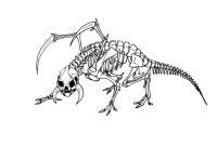 Animal skeleton coloring pages