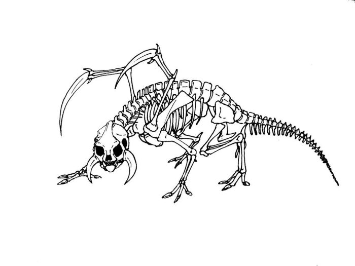 Animal skeleton coloring pages