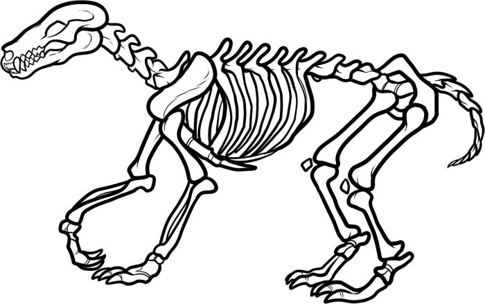 Animal skeleton coloring pages