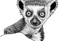 Easy drawing of lemurs