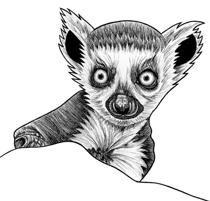 Easy drawing of lemurs