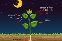 Respiration in plants diagram easy drawing