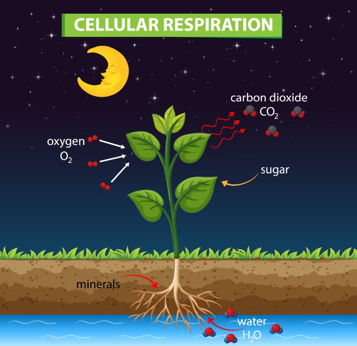 Respiration in plants diagram easy drawing