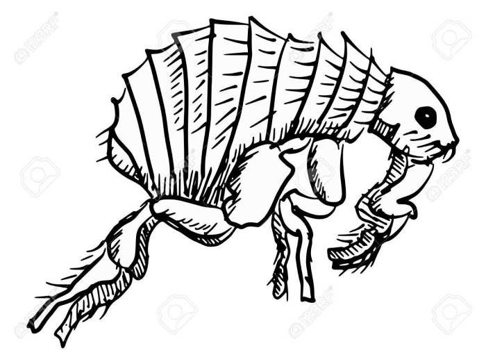 Drawing of a fleas easy