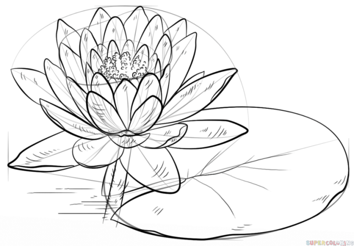 Outline flower simple drawing clipart lily library water